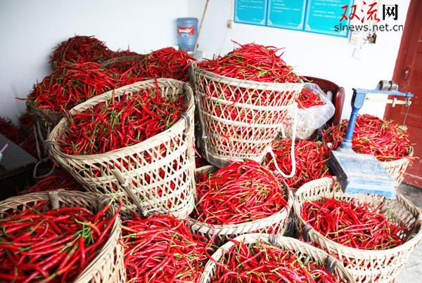 Quality Slim Curve Sichuan Erjingtiao Pepper With Stem Hot Pot Use for sale