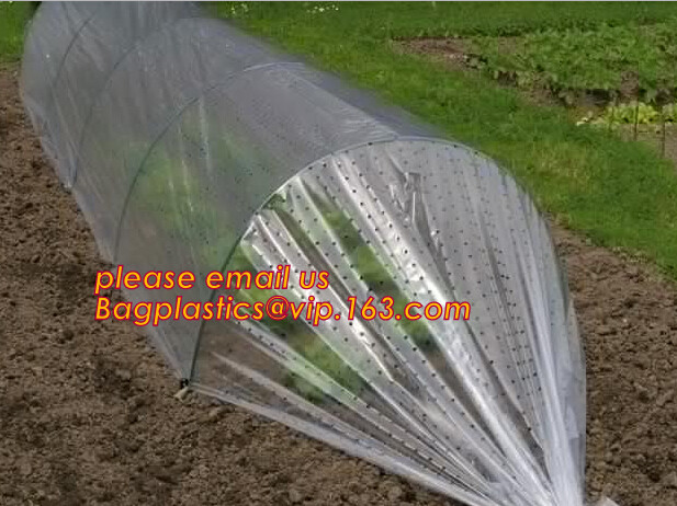 HOTICULTURAL MULCH FILM,AGRICULTURAL PE FILM,MARKET GARDENERS CLOCHE FILM,PE FILM FOR CORN,PLASTIC FILM COVER,TOMATO COV