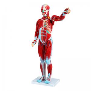 China Medical 80cm Human Muscle Model With Internal Organs Human Body Anatomy Model on sale