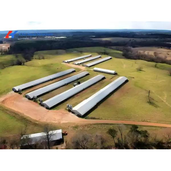 Commercial Steel Structure Poultry House with Feeding & Drinking Systems