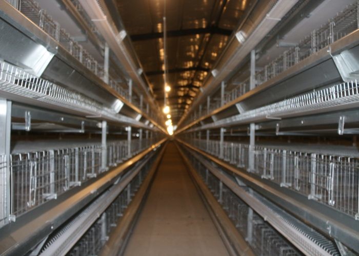 Automatic Layer Chicken Cage Hen Poultry Cage Construction For Farm