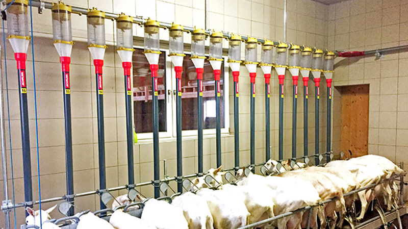 Sliding Door and Roller Door Design Q345 Metal Frame Goat/Sheep House for Cow/Cattle Farm