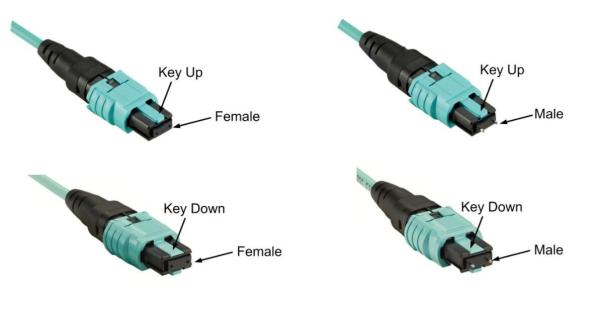 Quality OM3/OM4 MPO Connector Patch Cord 12 Fiber MPO Trunk Cable 8/12/24F MTP MPO Cable for sale