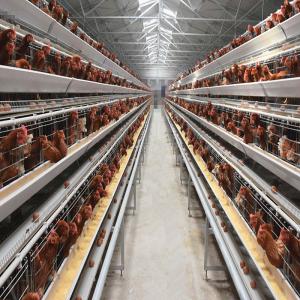 China 160 Birds A Type Poultry Cage Hens Poultry Egg Farming Equipment wholesale