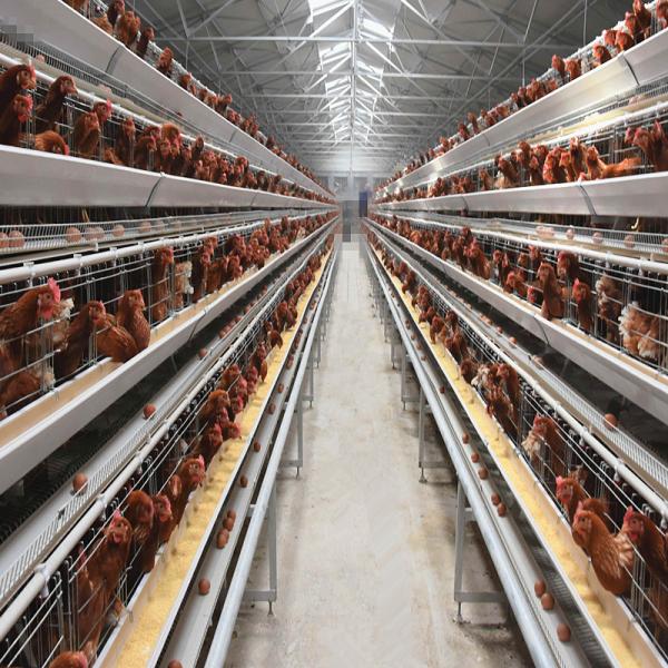 Quality 160 Birds A Type Poultry Cage Hens Poultry Egg Farming Equipment for sale