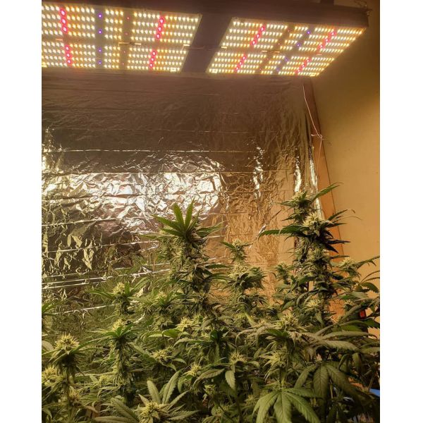 Bars Tent SMD3030 240w Indoor LED Plant Lamp Waterproof Controller