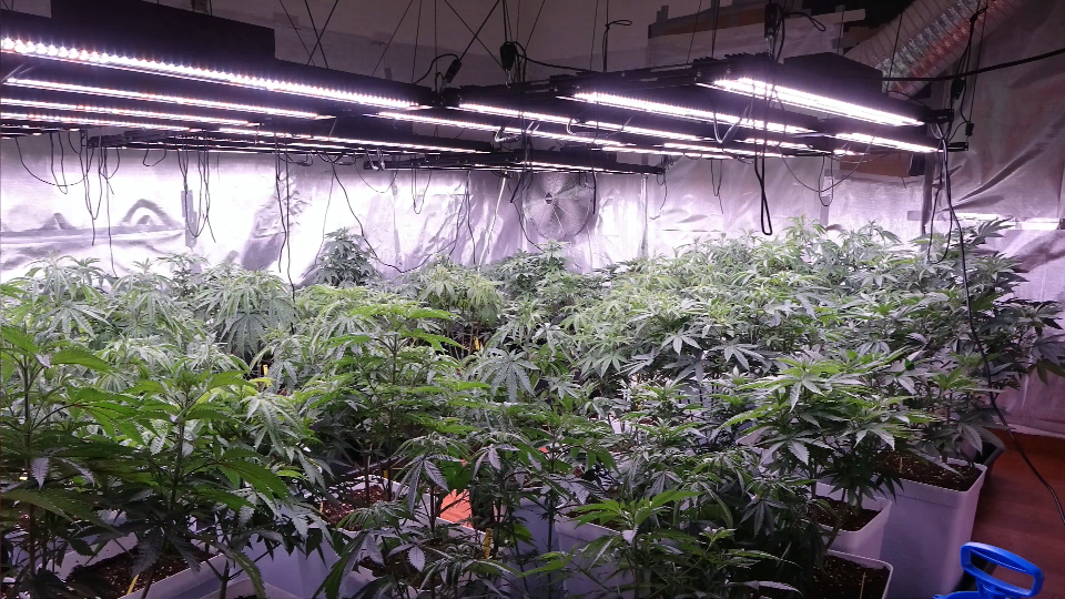 SAMSUNG LM301H WIFI LED Grow Light