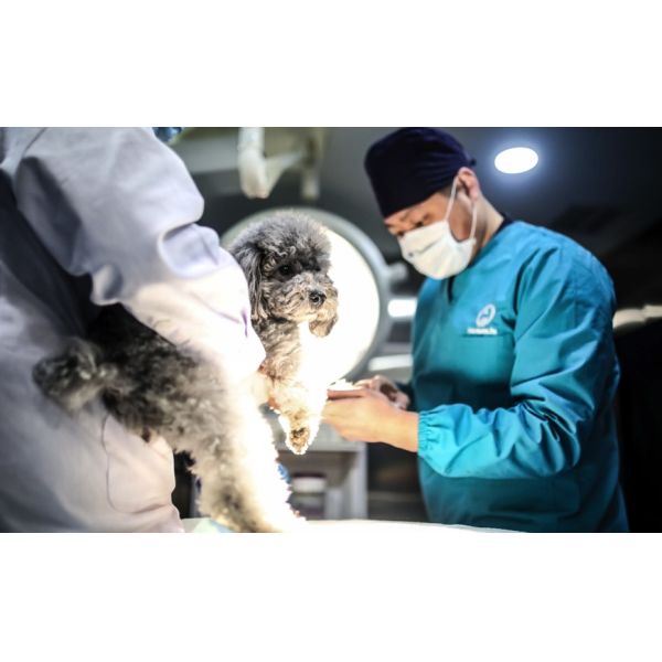 Veterinary Implant Bone Plate X Shaped Orthopedic Dog Surgical Instrument