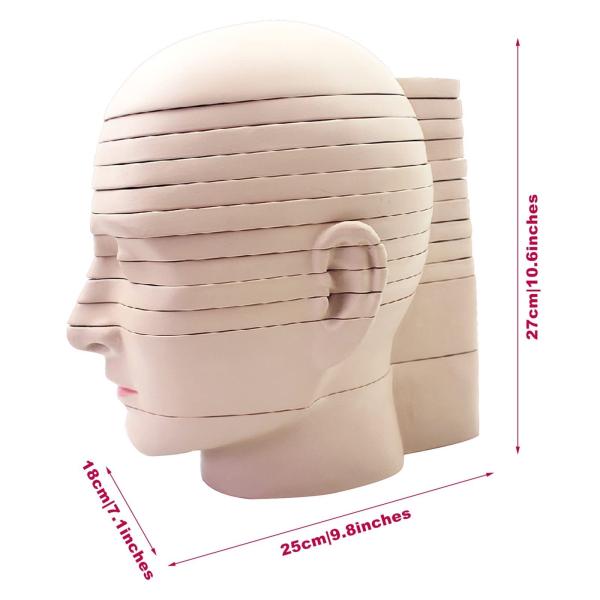 Quality horizontal section of brain nerve function medical brain tomography 12-slice head anatomical model for sale