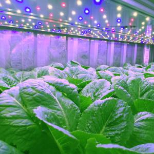 China Polyurethane Insulation Hydroponic Container Farm With 1212*800*90MM Tray wholesale