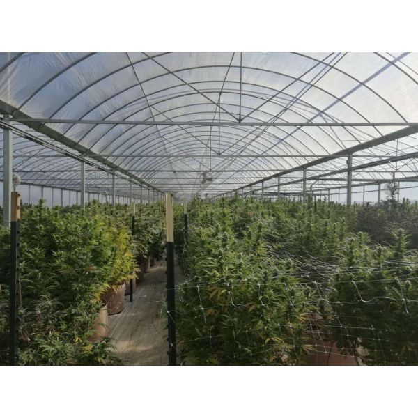 Gutter Height 2-6m Gothic Arch Greenhouse , Shade Net Greenhouse For Ecological Restaurant