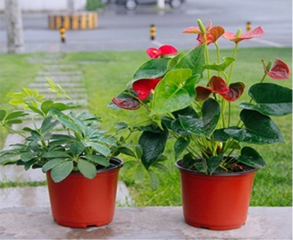 Disposable Double Color Flower Pot For Greenhouse And Garden