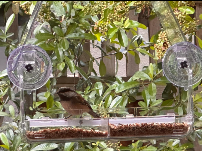 Transparent Window Plexiglass Bird House With BROAD Viewing Strong Suction Cups