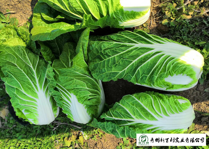 No Pesticide Fresh Chinese Cabbage Grows In Village Without Pollution