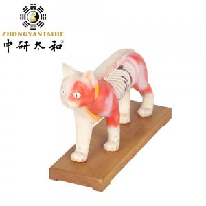 China 28cm Cat Acupuncture Model Chinese Medical Teaching Acupuncture Body Model PVC on sale