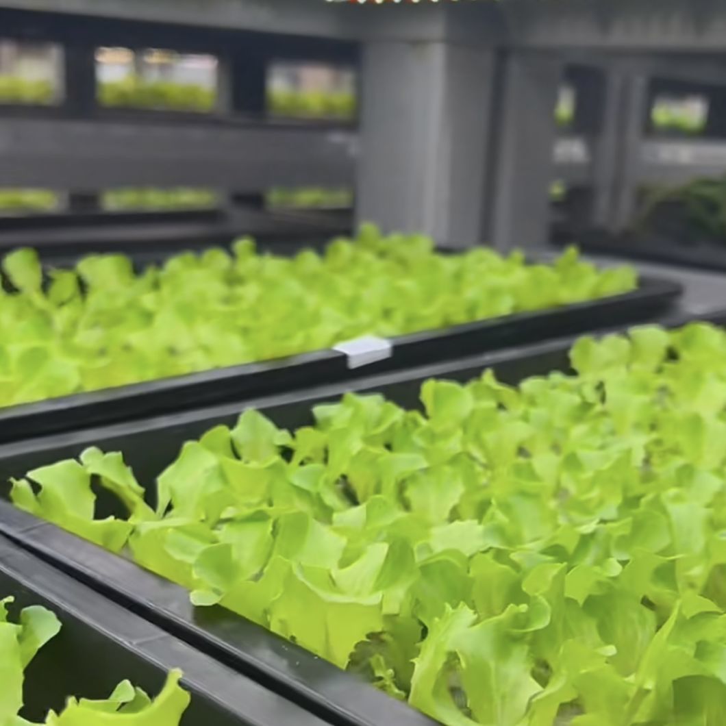Reefer Container Greenhouse Leafy Vegetables