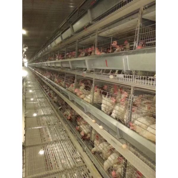 Galvanized Automatic H Type Layer Chicken Cage System Easy Daily Management