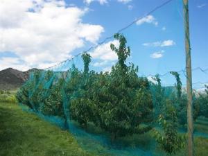 Warp Knitted Covering Fruit Tree Insect Screen Mesh Bag Protection Netting
