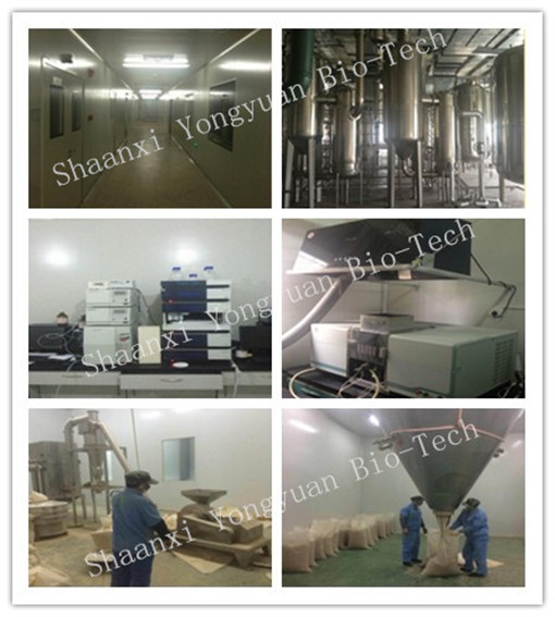 reishi mushroom series: Reishi slices, Reishi Mushroom Extract polysaccharide 20% triterpenoids1% , Manufacture