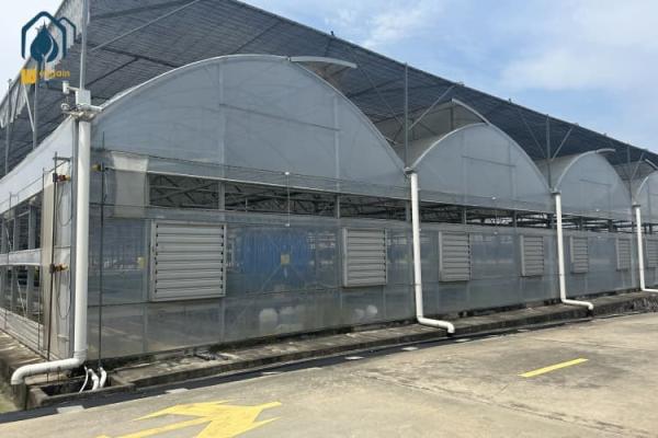 Quality Vegetables And Herbs Multi Span Greenhouse Durable Greenhouse Structure for sale
