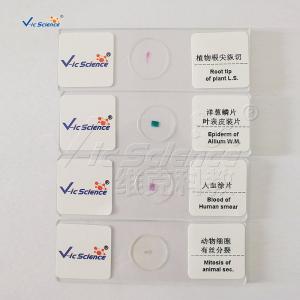 China Medical Doctors 25pcs Biological Microscope Slides wholesale