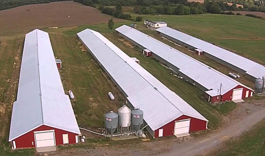 Poultry Farm Chicken Shed Livestock Building House For 10000 Chickens Light Design With Welding Cutting & Bending Services