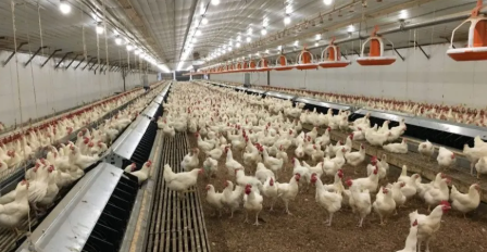 Natural Lighting Deformation Resistance Prefabricated Steel Structure Chicken House