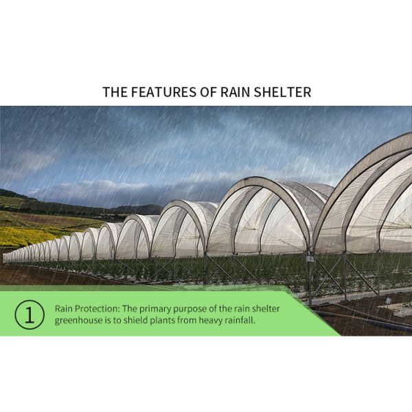 Single Layer Rain Shelter Greenhouse with Small Spire Top or Round Top for Grape and Cherry Cultivation