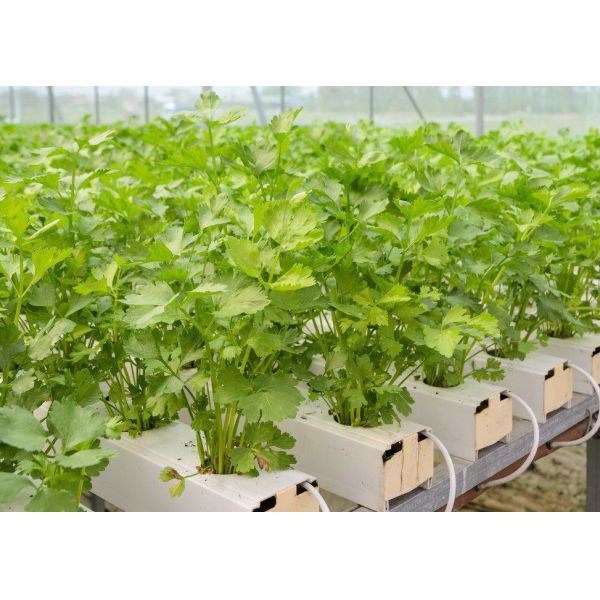 Wet Curtain Controlled Inlluminating Greenhouse