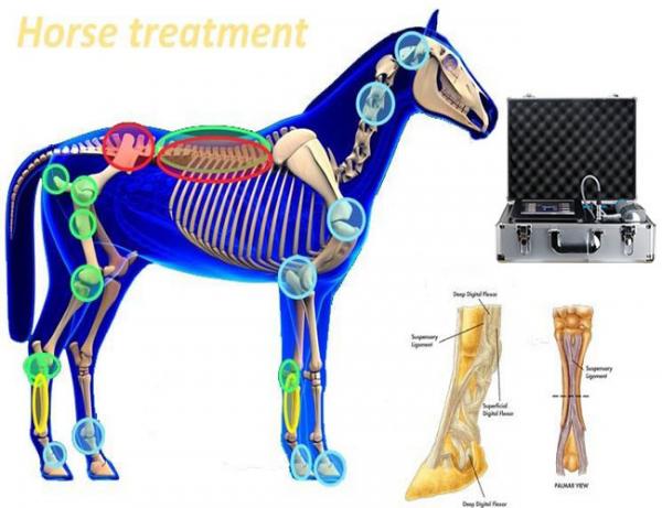 2000000 Shots Veterinary Horse Pain Shockwave Therapy Machine
