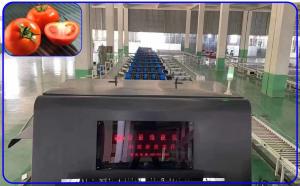 China Mechanical Vegetable Sorting Machine 50Hz Tomato Sorter Machine Customized wholesale