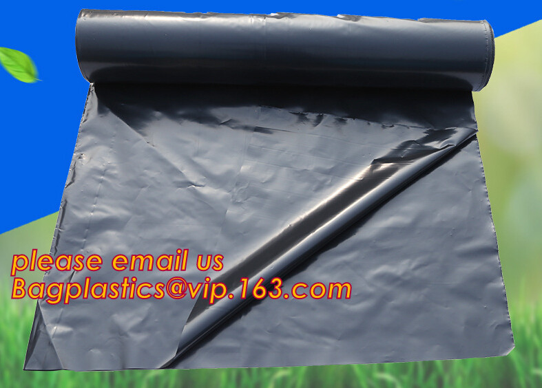 HOTICULTURAL MULCH FILM,AGRICULTURAL PE FILM,MARKET GARDENERS CLOCHE FILM,PE FILM FOR CORN,PLASTIC FILM COVER,TOMATO COV