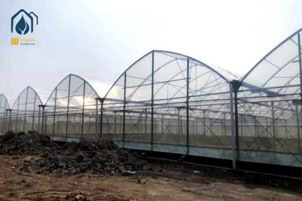 Quality Agricultural PE Film Multi Span Greenhouse With Metal Frame 8m / 9.6m Span Width for sale