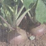 Single Thread Agricultural Insect Netting / Insect Screen Roll UV Stabilized