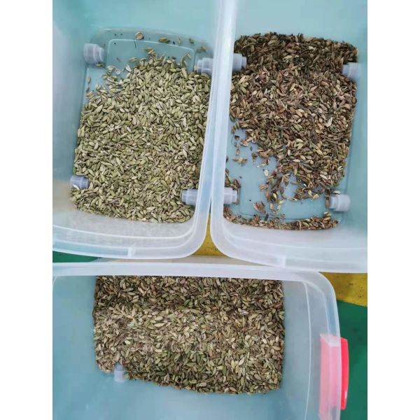 2020 Large Capacity Peanut Color Sorter Machine/Grain Processing Machines/Nuts Sorting Machines