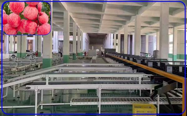 Robot Computer Control Apple Sorting Equipment 2 Channel Intelligent Apple
