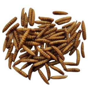 China Carton Packaging for Dried Black Soldier Fly Larvae of Exceptional Quality wholesale