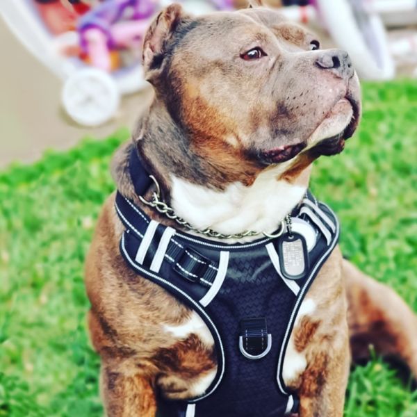 Locking Security Nylon Dog Harness No Pull Easy Control For Large Dogs
