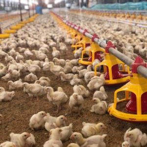 China PVC Poultry Farm Equipment wholesale