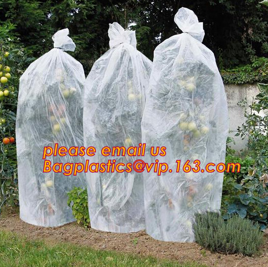 HOTICULTURAL MULCH FILM,AGRICULTURAL PE FILM,MARKET GARDENERS CLOCHE FILM,PE FILM FOR CORN,PLASTIC FILM COVER,TOMATO COV