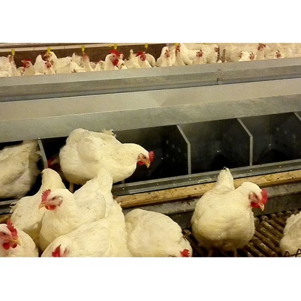 Separated Hole Poultry Egg Collection System 2.44m Length For Breeder Farm