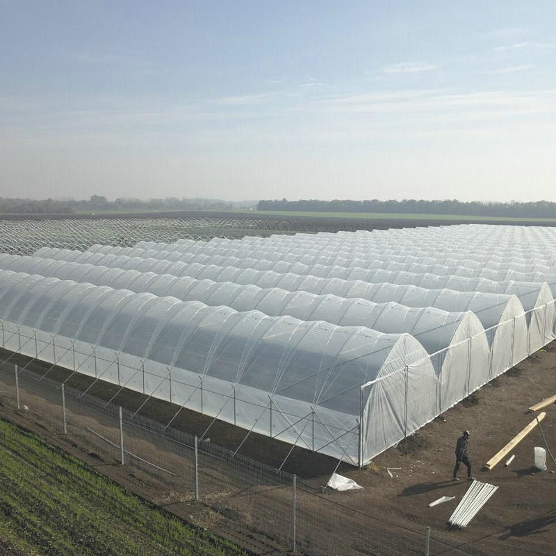 10000 Sqm Easy Connected Tunnel Cgreenhoue Plastic Poly Film Growing Strawberry Bluberry Berry Fruits