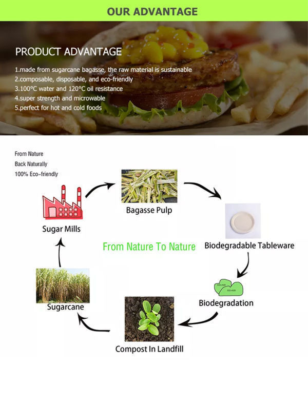245mm Disposable Food Packaging Containers FSC Environmental Protection Tableware