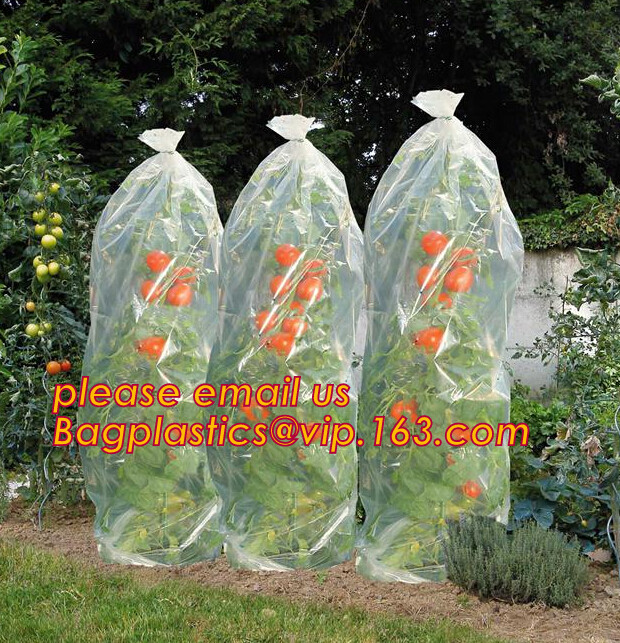 HOTICULTURAL MULCH FILM,AGRICULTURAL PE FILM,MARKET GARDENERS CLOCHE FILM,PE FILM FOR CORN,PLASTIC FILM COVER,TOMATO COV