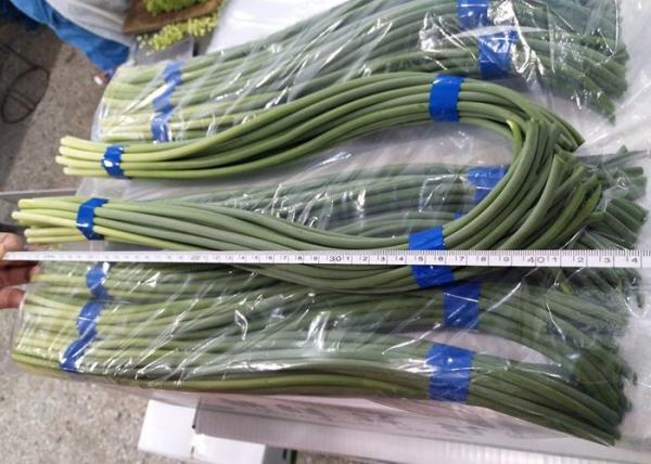Quality HACCP 45cm Chinese Garlic Sprouts Green for sale