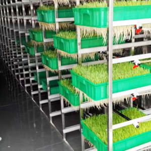 China Daily 5T To 20T Smart Hydroponic Shipping Container For Growing Fodder on sale