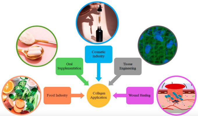Hydrolyzed Collagen Peptides 9064-67-9 for Cosmetic Pigment Molecular formula C13H24N4O4 Usage