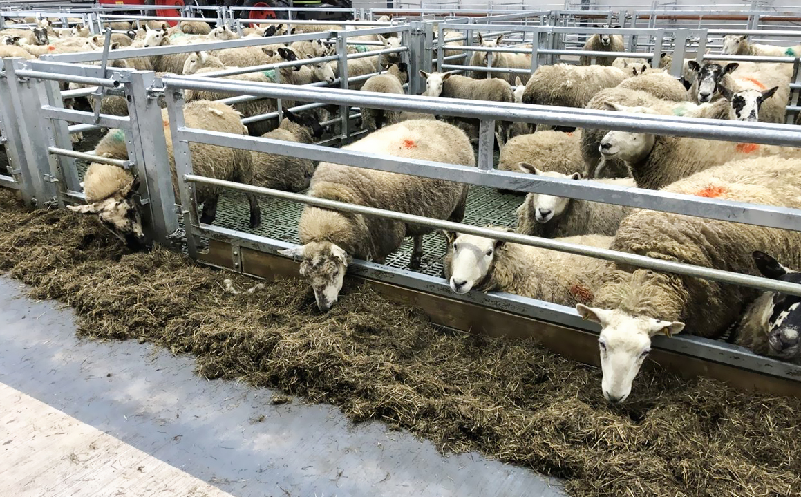 Sliding Door and Roller Door Design Q345 Metal Frame Goat/Sheep House for Cow/Cattle Farm
