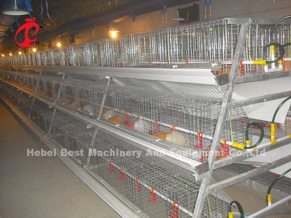 Poultry Farm Broiler Chicken Cage 3 Tiers , A Type Battery Cage For Broilers Doris