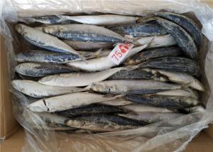 China 1kg Small Eye Horse Mackerel Bulk Fresh Frozen Fishing Bait wholesale